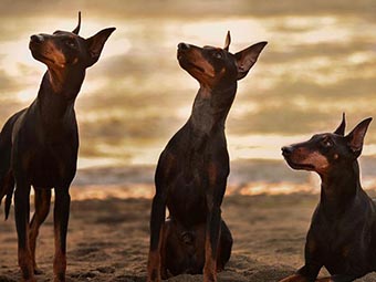 Manchester Terrier (Standard)