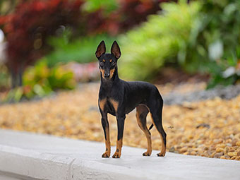 Manchester Terrier (Toy)