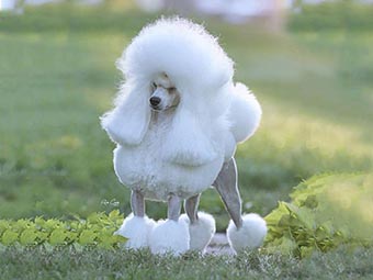 Miniature Poodle