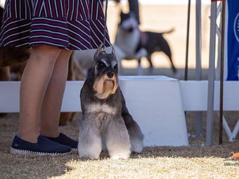 Miniature Schnauzer