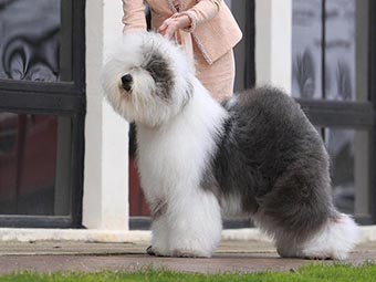 Old English Sheepdog