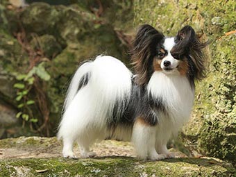 Papillon