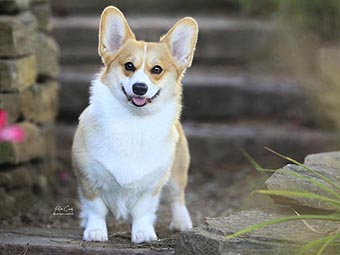 Pembroke Welsh Corgi