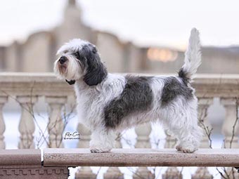 Petit Basset Griffon Vendeen