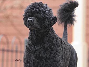 Portuguese Water Dog