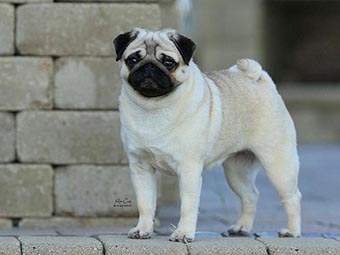 Pug