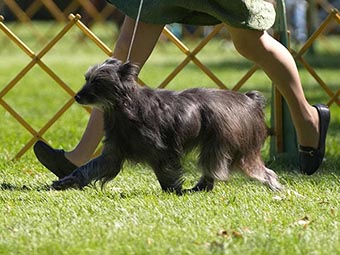 Pyrenean Shepherd