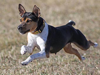 Rat Terrier