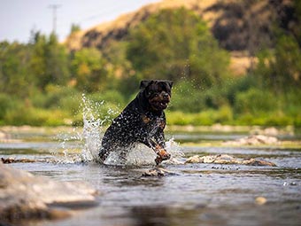 Rottweiler