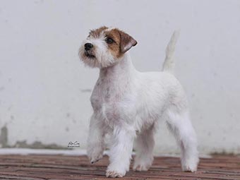 Russell Terrier