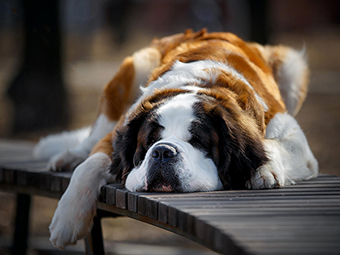 Saint Bernard