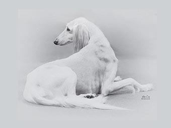 Saluki