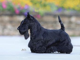 Scottish Terrier