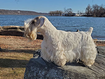 Sealyham Terrier