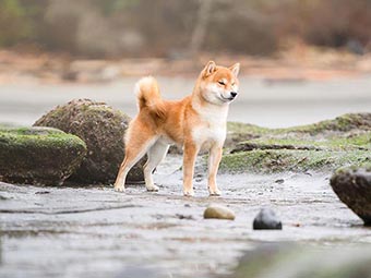 Shiba Inu