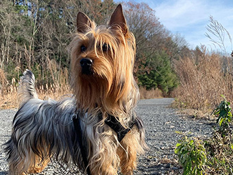 Silky Terrier