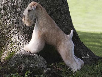 Soft Coated Wheaten Terrier