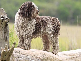 Spanish Water Dog