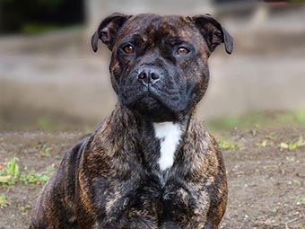 Staffordshire Bull Terrier