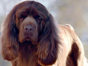 Sussex Spaniel