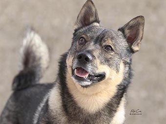 Swedish Vallhund