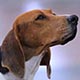 Treeing Walker Coonhound