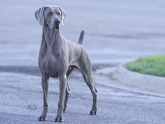 Weimaraner