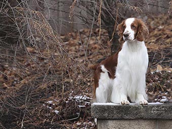 Welsh Springer Spaniel