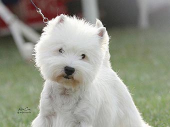 West Highland White Terrier