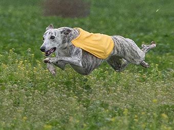 Whippet