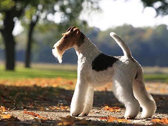 Wire Fox Terrier