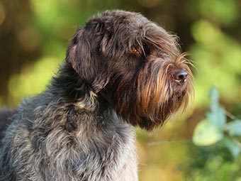 Wirehaired Pointing Griffon