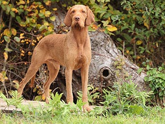 Wirehaired Vizsla