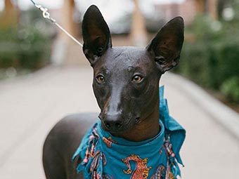 Xoloitzcuintli