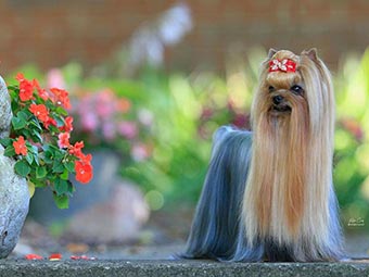 Yorkshire Terrier