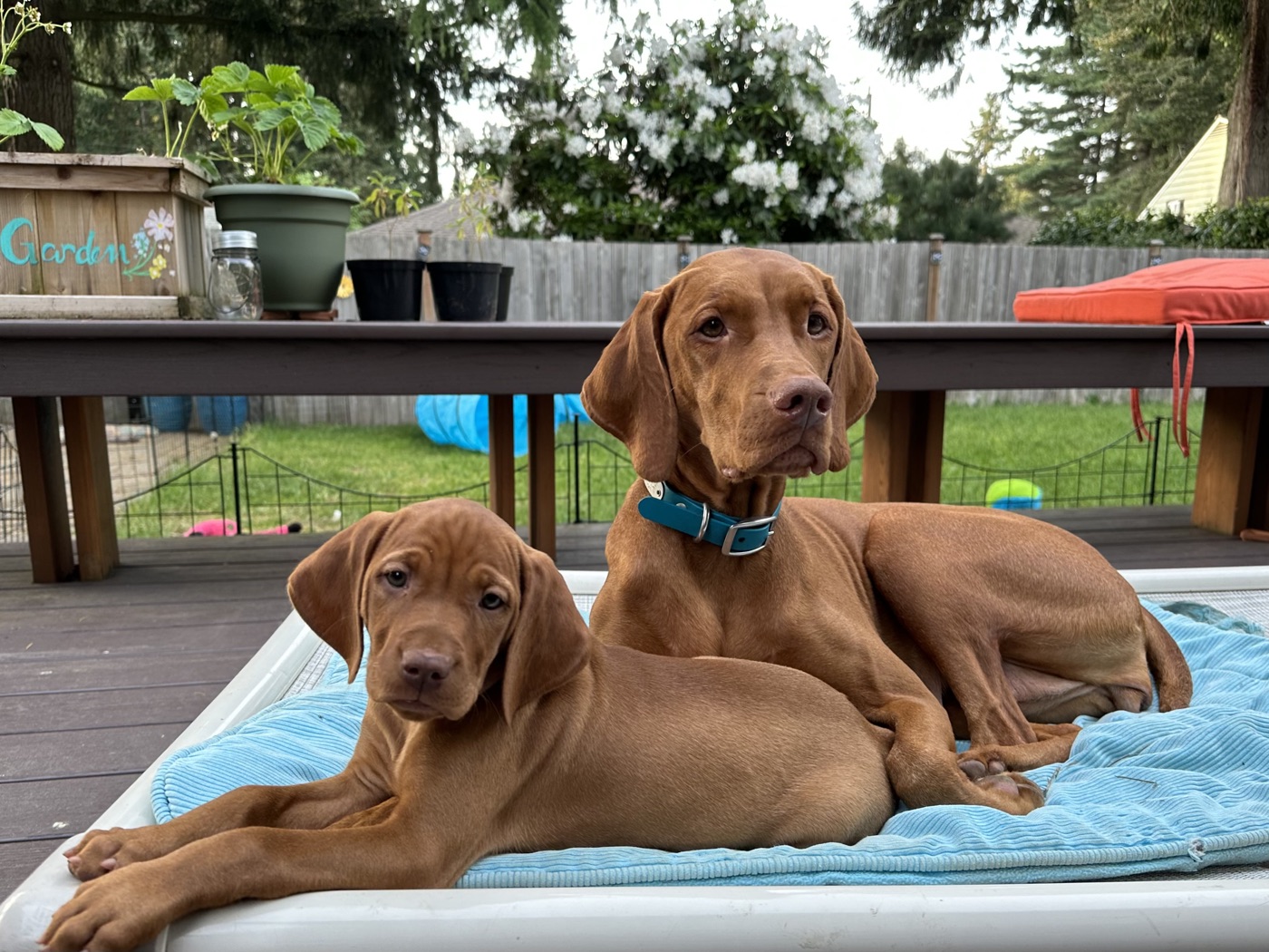 An adult Vizsla in a teal collar and a Vizsla puppy resting together on a raised bed on a backyard deck