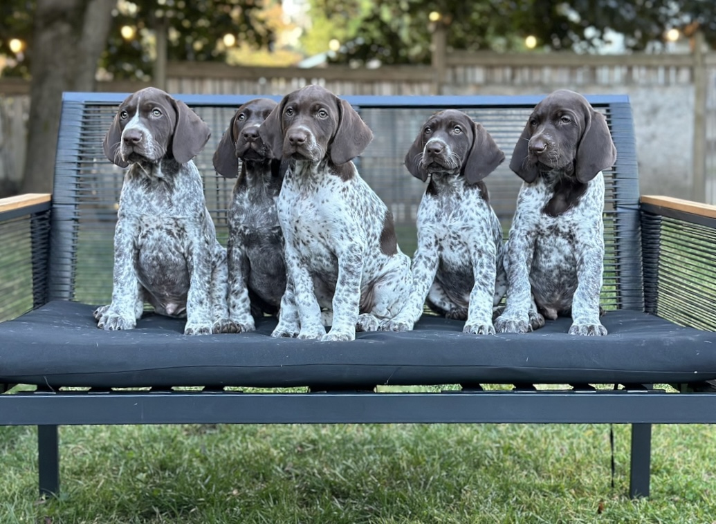 Five German Shorthaired Pointer puppies sitting in a row on a garden bench